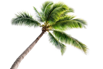 Isolated tilted palm tree reaching towards the sky against a bright white background in a tranquil setting