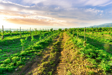 season green landscape of green garden field and meadow in a hill countryside with young trees and beautiful sunset sky above sea water on background