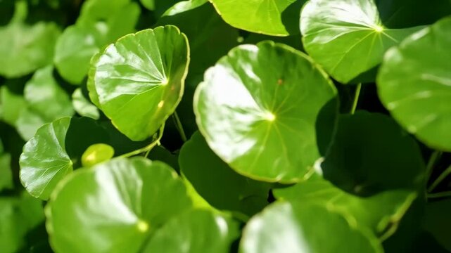 Close-up of a Vibrant Green Asiatic Pennywort Plant with Distinct Circular Leaves, Showing Fine Veins and Glossy Surface under Sunlight