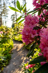 Blooming Rhododendron Park in Raisio, Southern Finland