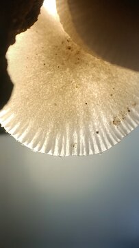 aesthetic mushroom photos
