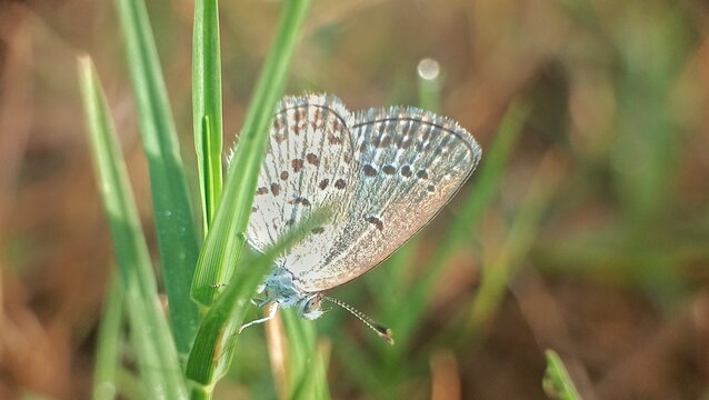 Little butterfly on grass