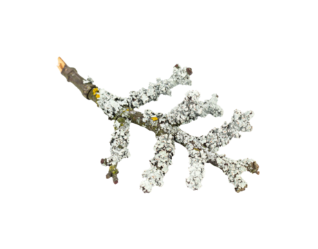 LichenCovered Branch A Detailed View of Symbiotic Growth on a Tree Limb