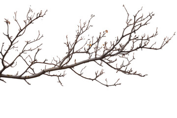 Isolated tree branch with bare twigs and buds captured on transparent and white backgrounds, showcasing natural textures and intricate forms in the early stages of spring