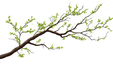 Fototapeta premium Tree branch with green leaves isolated on transparent background showcasing natural beauty and organic form