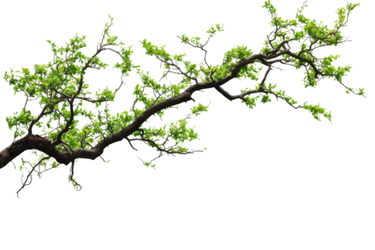 Branch of a lush green tree with vibrant leaves isolated on a transparent background, showcasing nature's beauty and organic shapes in a minimalistic style