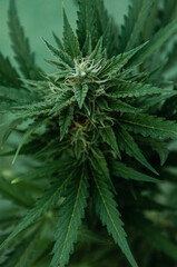 Close up of cannabis bud with white trichomes and yellow stigmas. Marijuana plant on late flowering stage. Concept of growing medical cannabis, weed, pot, hemp, ganja. Vertical background