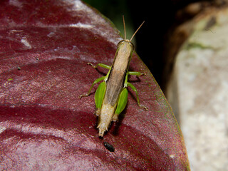 grasshopper on a red background