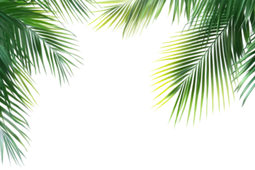 Tropical palm leaf isolated on transparent background showcasing lush greenery and intricate textures, ideal for summer-themed designs and nature-inspired projects