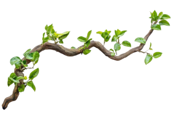 Twisted jungle branch with vibrant green plant growing in isolated environment showcases nature's resilience and beauty