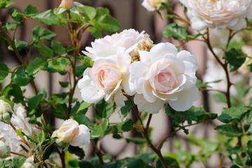white pink roses in garden