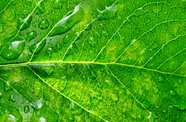 image of raindrops on a leaf, nature background