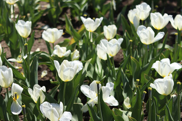 Fototapeta premium Close-up of tulip flower. Tulip on blurred background. Photo for postcards or banners. Natural spring background. Colorful tulips bloom in the garden on a sunny day. Selective soft focus. Spring