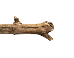 Weathered Branch with Knotholes and Stubby Twigs Textured Bark Detail