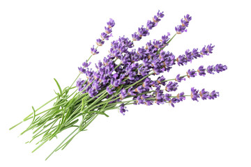 Fototapeta premium Breathtaking aerial view of vibrant purple lavender bundle showcasing nature's beauty and the elegance of blooming flowers in a serene environment