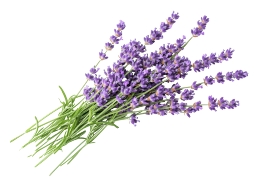 Breathtaking aerial view of vibrant purple lavender bundle showcasing nature's beauty and the elegance of blooming flowers in a serene environment