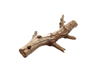 Weathered branch with textured bark and protruding twigs resembling a dragons head