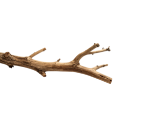 Weathered branch with textured bark and stubby offshoots isolated on transparent background