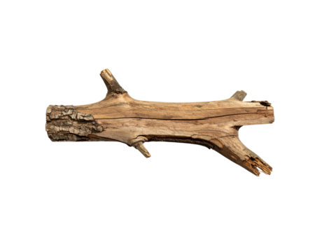 Weathered Branch with Textured Bark and Broken Twigs Isolated