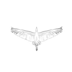 silhouette sketch of a stork flying on a white background