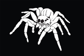 White spider crawling on black background