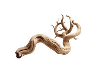 Weathered driftwood branch with swirling grain patterns and truncated limbs