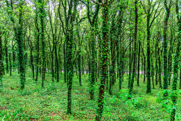 beautiful view of a green spring mysterious forest with bushes and trees covered with ivy . Natural green forest landscape for background and wild nature concept.