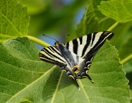 Perfect example of a Southern Scarce Swallowtail - Iphiclides feisthamelii. Sighted in Oeiras, Portugal. Over-wing view. Perched on a fig tree one of its favorite environments.
