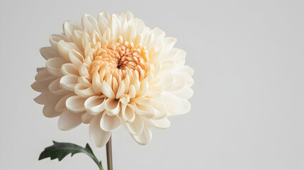 Creamy Chrysanthemum Bloom