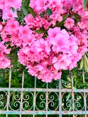 Pinker Oleander über altem eisenzaun mit Patina 