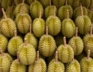 Fototapeta premium lots of durian fruit, seen from above
