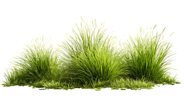 Rendered 3d illustration of lush green ornamental grass plants isolated against a white background suitable for garden designs and landscaping projects