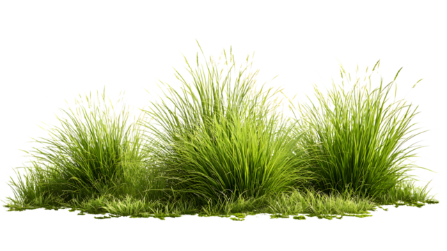 Rendered 3d illustration of lush green ornamental grass plants isolated against a white background suitable for garden designs and landscaping projects