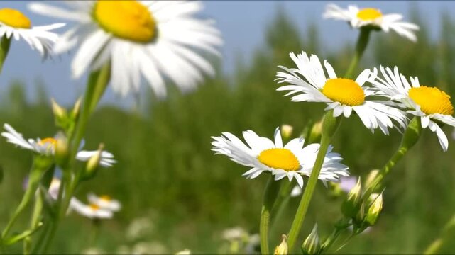 Daisy Field in Bloom: A picturesque field of white daisy flowers sways gently in the breeze, with golden centers radiating warmth under the sunny sky.