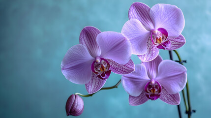 Naklejka premium Orchid Bloom: A Symphony of Lavender and Teal