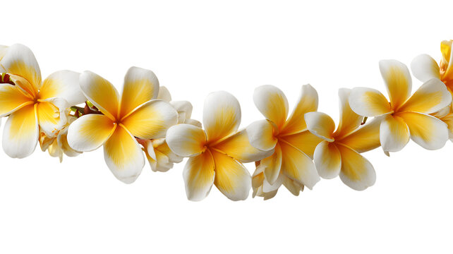 Stunning macro shot of beautiful yellow and white frangipani flowers creating a delicate floral border on a decorative background