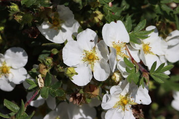 Sweden. Potentilla Alba is a species of cinquefoil found in France.  