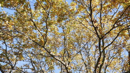 trees
