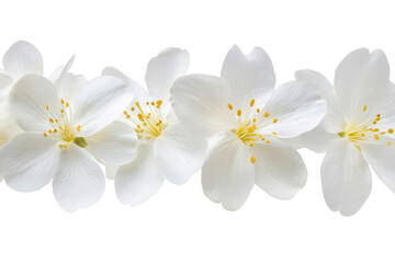 Fototapeta premium Beautiful cluster of white flowers arranged gracefully against a transparent background highlighting their delicate petals and vibrant yellow centers