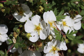 Sweden. Potentilla Alba is a species of cinquefoil found in France.  