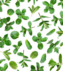 Cut out mint. Pattern from flying green fresh mint, peppermint, lemon balm, melissa leaves isolated...