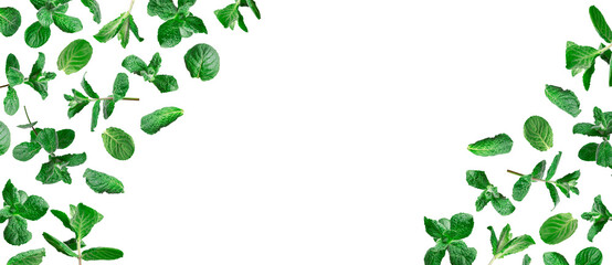 Cut out mint. Frame from flying green fresh mint, peppermint, lemon balm, melissa leaves isolated...