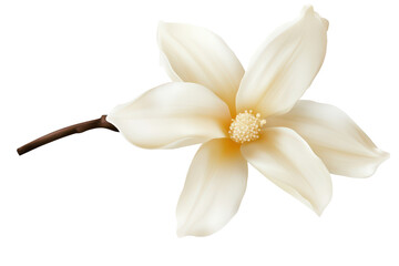 Elegant white vanilla flower on a transparent background, showcasing delicate petals and natural beauty perfect for design or decoration