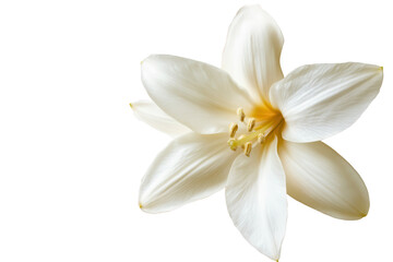 Obraz premium Elegant white vanilla flower isolated on a transparent background, showcasing delicate petals and vibrant yellow stamen, perfect for floral designs or botanical themes