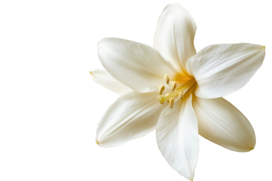 Elegant white vanilla flower isolated on a transparent background, showcasing delicate petals and vibrant yellow stamen, perfect for floral designs or botanical themes