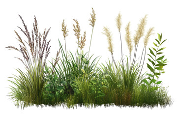 Fototapeta premium Wild garden plants showcasing a diverse range of textures and colors isolated on a transparent background for creative design purposes
