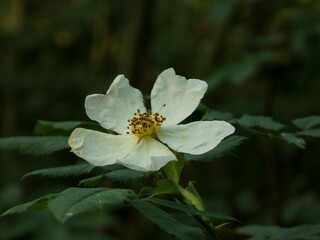Fragrant White Mock-Orange Blossom in Gentle Sunlight