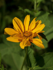 Vivid Yellow False Sunflower Blooming in Summer Sunlight
