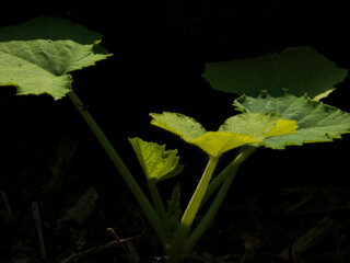Young Zucchini Plant Leaves Emerging in Low Light