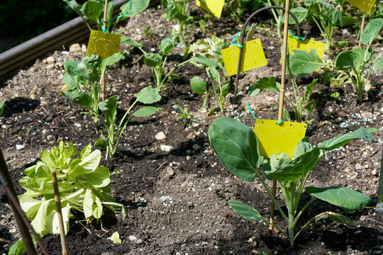 Gelbtafeln im Hochbeet gegen weiße Fliegen